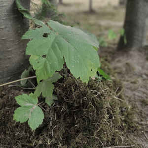 Eine Moosburg an einem Baum, gebaut von Kindern